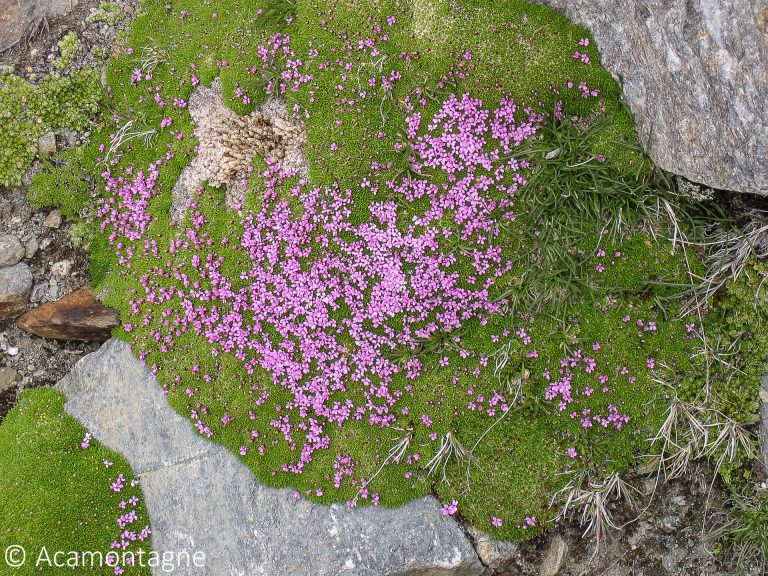 Fleurs alpines roses en coussinet sur un replat herbeux et rocheux, en montant vers l'Aiguille du Tour