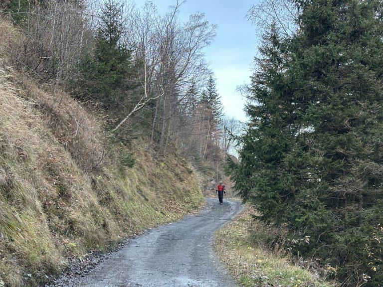Randonneur en veste rouge sur la piste forestière bordée de sapins