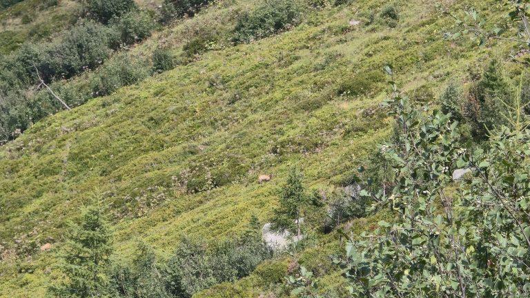 Un bouquetin au milieu d'une pente herbeuse, au retour