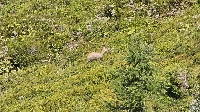 Gros plan sur le bouquetin dans les herbes